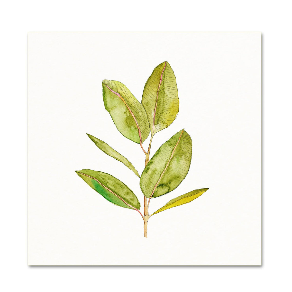 Botanical Art. Watercolor Plants.