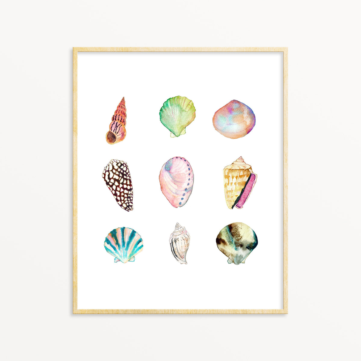 Shell Collection