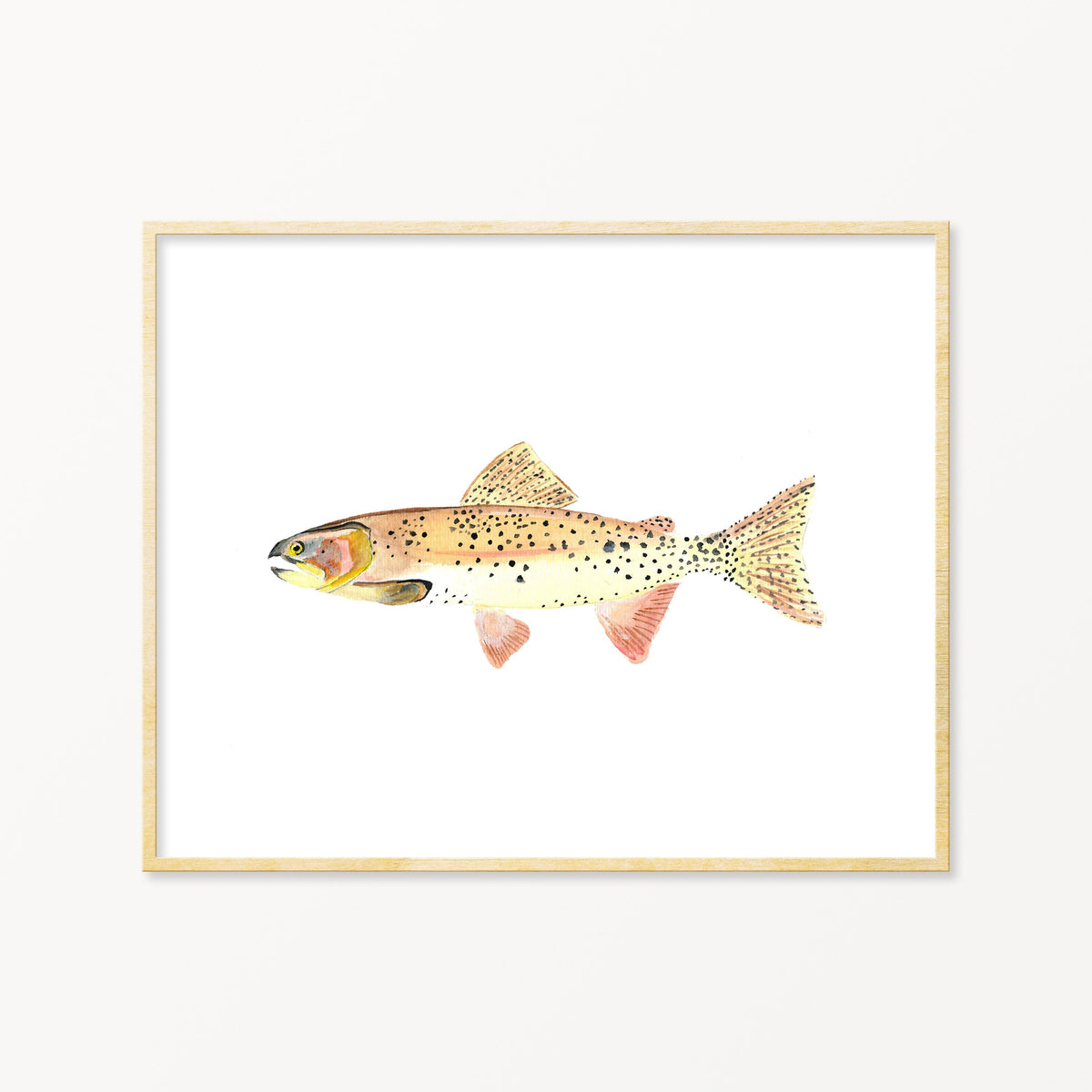 Cutthroat Trout