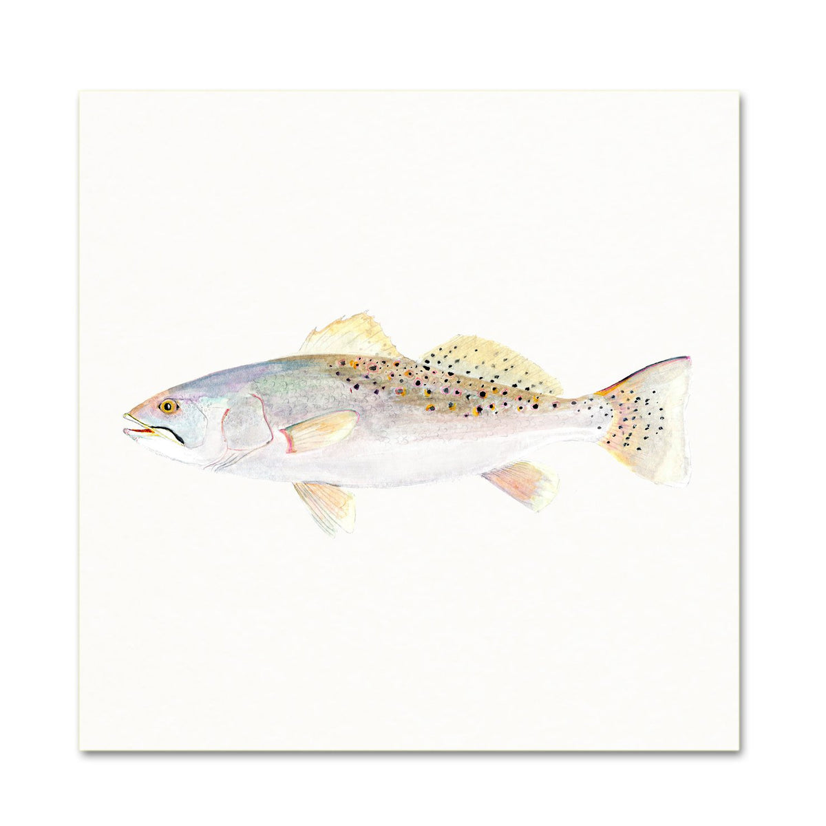 Coastal Wall Art. Watercolor Trout.